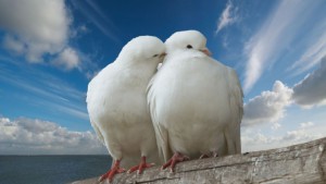 tandem dvuch dush