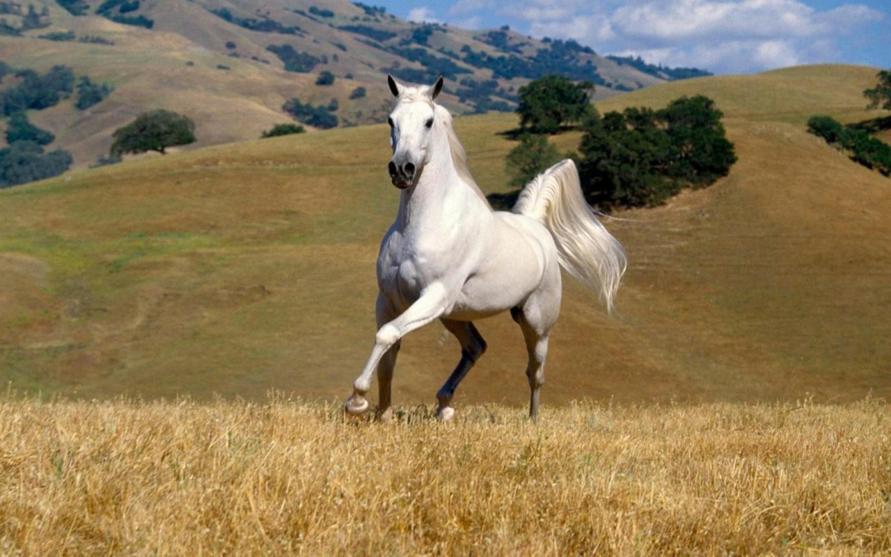 BelayaLochad