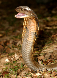 cobra200