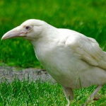 чувствую себя белой вороной